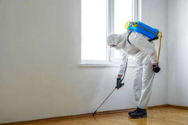 Best Flea Control Services  in Follansbee, WV