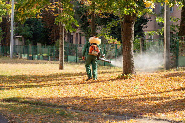 Best Local Pest Control Services  in Follansbee, WV