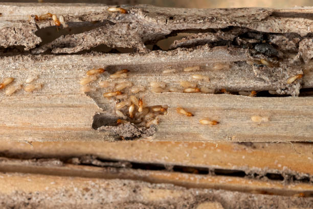 Best Wasp Removal Services  in Follansbee, WV
